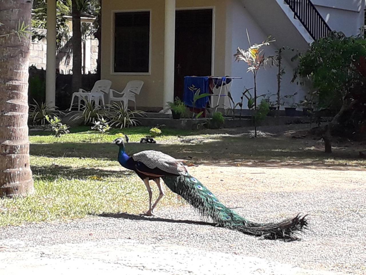 Golden Beach Rest Hotel Tangalle Zewnętrze zdjęcie